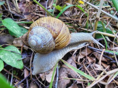 Orman zemininde sürünen salyangoz yakın plan.