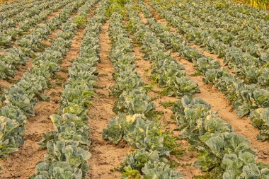 Altın saat boyunca düzenli sırada lahana tarlası