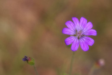 Yumuşak bokeh arkaplanlı tek bir menekşe kır çiçeğinin makro görüntüsü