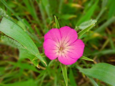 Yeşil bir tarlada pembe bir kır çiçeğinin yakın çekimi