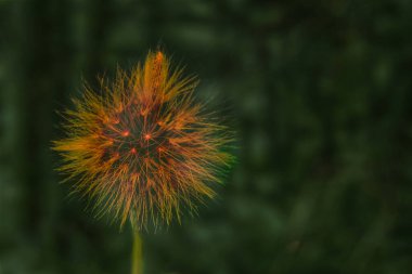 Soyut parlayan bir çiçeğin dijital olarak geliştirilmiş bir makro görüntüsü, koyu yeşil bir arkaplana yumuşak enerji yayıyor..