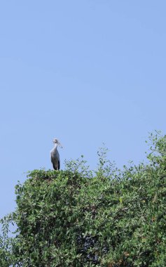 Açık mavi gökyüzünün altındaki yemyeşil bir ağacın tepesinde zarif bir şekilde tünemiş Asyalı bir Openbill Leyleği. Sakin, doğal bir ortamda yakalanmış, kuşları izlemek ve vahşi yaşam fotoğrafçılığı meraklıları için mükemmel..