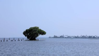 Sakin Kerala durgun sularında kök salmış yalnız bir ağaç, sakin sular ve uzak palmiyeli kıyılarla çevrili. Doğa, seyahat ve manzara fotoğrafçılığı için mükemmel huzurlu bir manzara..