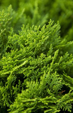 Taze çam yapraklarından oluşan canlı bir yakın plan. Karmaşık dokuyu ve gür yeşil tonları gözler önüne seriyor. Doğa severler, botanik temalar ya da çevre dostu tasarım görselleri için mükemmel..