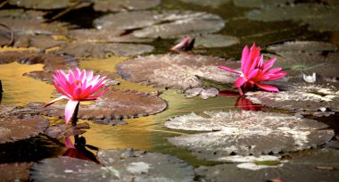 Canlı pembe nilüferler, geniş nilüferlerle çevrili sakin bir gölette zarifçe çiçek açarlar. Sudaki yaşamın zarafetini ve sakinliğini tam çiçeklenerek yansıtan huzurlu bir doğa sahnesi..