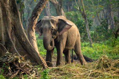 Görkemli bir Asya fili ağaçların ve ormandaki yoğun çalılıkların arasında dikilir, doğrudan kameraya bakar, doğal yaşam alanını gösterir ve empoze eder..