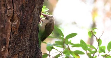 Kahverengi başlı barbet yuvasını yapıyor. 