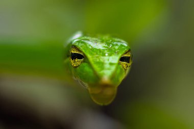 Yeşil sarmaşık yılanı yaklaş
