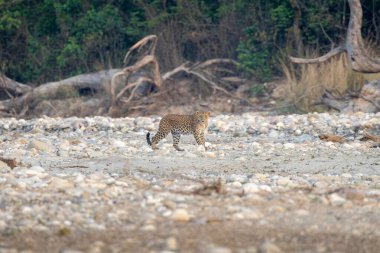 Hint leoparı nehri geçiyor. 