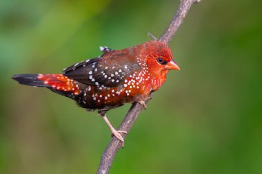 Yeşil Sükûnet 'te Kırmızı Avadavat (Amandava amandava) tünedi