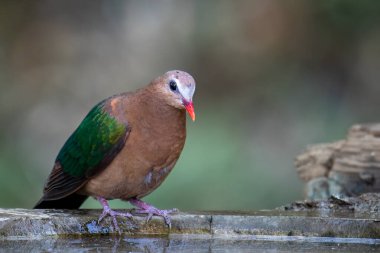 Zümrüt güvercin (İngilizce: 