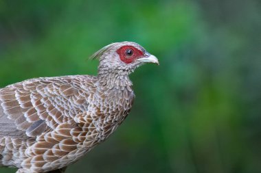 Kalij sülünü (Lophura leucomelanos), özellikle Nepal, Pakistan 'dan Tayland' ın batısına kadar Himalaya eteklerinde, ormanlarda ve çalılıklarda bulunan bir sülündür..