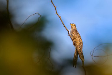 Cuckoo, Thorny Branch 'ın üzerine tünedi.