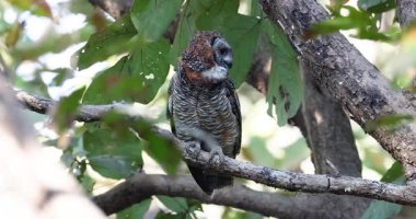 Midday Mayhem: Kara Drongo Benekli Orman Baykuşu Çetesi