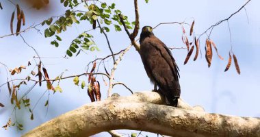 Otoritenin Yankıları: Tepeli Yılan Ormanı Çağrısı