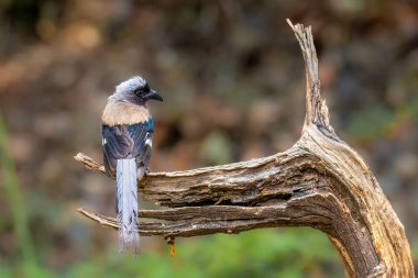Gri Ağaçların Gölgesi Grace