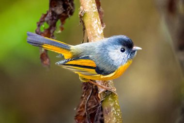 Altın göğüslü Fulvetta (Lioparus chrysotis) Doğal Yaşam Alanındaki Dallı Vibrant Himalaya Kuşu 'na tünemiştir