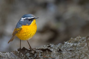 Beyaz kaşlı Bush Robin (Tarsiger indicus) Islak Orman Zemininde Durmakta Vibrant Himalaya Songbird