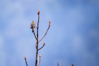 Olive-back Pipit (Anthus hodgsoni) Mavi Gökyüzüne Karşı Tomurcuk Ağaç Dalına tünedi