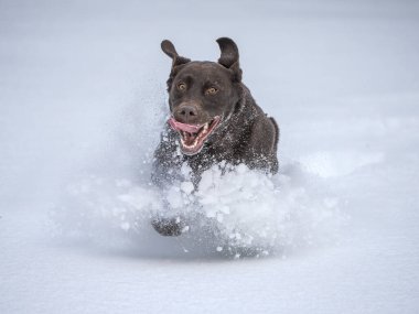 Karda koşan çikolatalı Labrador köpek yavrusu, kış sahnesi, odak alanı dışında ağırlıklı olarak beyaz, yavru köpeklerin hızıyla biraz uçan kar.