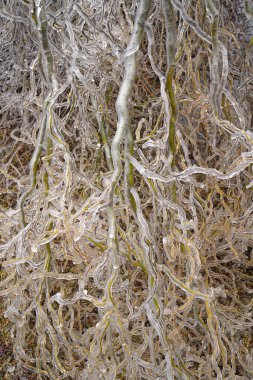 Erken bahar buz fırtınası, kalın buz tabakalı kıvırcık dallar ilginç desenler ve renkler oluşturur hava durumu zarar verir kırılan dallar yeşil turuncu