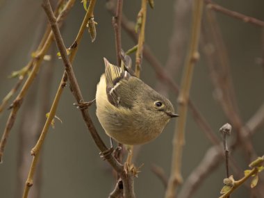 Ruby Crowned Kinglet bir söğüt dalına tünemiş ilkbahar yeşilliklerinin ön yüzünde yukarıya doğru bakan vahşi yaşam fotoğraflarına bakıyordu.