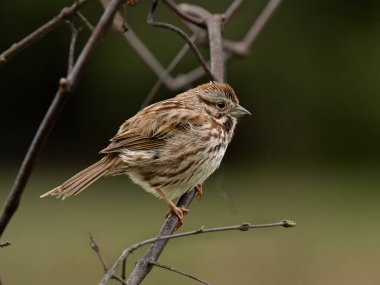 Song Sparrow, küçük bir dala tünemiş arka planda bulanık görünüyor. Küçük ötücü kuş tüyü detaylarını kapatın.