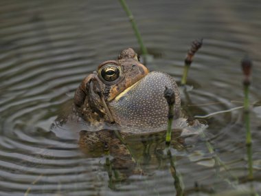 Göletteki yaygın Amerikan Kurbağası, üreme mevsimini gösteren ve suda dalgalanmalara yol açan ses dalgalarının etkilerini gösteren bir eş arıyor.