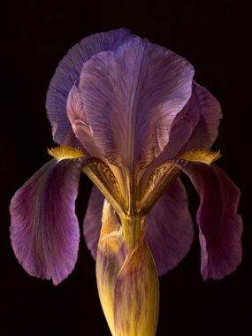 Siyah arka planda mor sakallı iris makro fotoğraf yayılmış doğal pencere ışığı