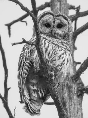 Parmaklıklı Baykuş, siyah beyaz vahşi yaşam fotoğrafı, çıplak bir dalın üzerine tünemiş doğal orman habitatı.