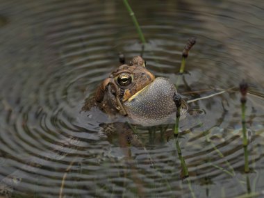 Göletteki yaygın Amerikan Kurbağası, üreme mevsimini gösteren ve suda dalgalanmalara yol açan ses dalgalarının etkilerini gösteren bir eş arıyor.