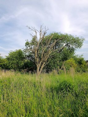 Uzun otlar ve aşırı büyümüş yeşilliklerin karışımından oluşan sessiz bir kırsal alan. Merkezde, yemyeşil ağaçlar ve bitkilerle çevrili, kısmen kurumuş dalları olan bir ağaç duruyor.. 