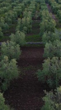 Puglia, Corato 'da ekstra bakire zeytinyağı üretimi için zeytin koruluklarının gün batımında hava manzarası.