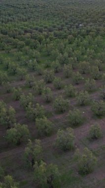 Puglia, Corato 'da ekstra bakire zeytinyağı üretimi için zeytin koruluklarının gün batımında hava manzarası.