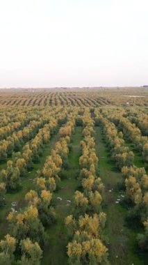 Puglia, Corato 'da ekstra bakire zeytinyağı üretimi için zeytin koruluklarının gün batımında hava manzarası.
