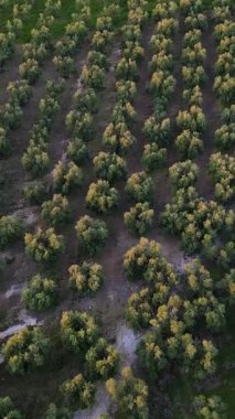 Puglia, Corato 'da ekstra bakire zeytinyağı üretimi için zeytin koruluklarının gün batımında hava manzarası.