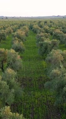 Puglia, Corato 'da ekstra bakire zeytinyağı üretimi için zeytin koruluklarının gün batımında hava manzarası.