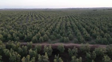Puglia, Corato 'da ekstra bakire zeytinyağı üretimi için zeytin koruluklarının gün batımında hava manzarası.