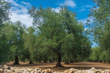 Yaz boyunca Puglia 'da Bisceglie ve Corato arasında bir zeytin ağacı tarlası manzarası.