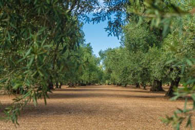 Yaz boyunca Puglia 'da Bisceglie ve Corato arasında bir zeytin ağacı tarlası manzarası.
