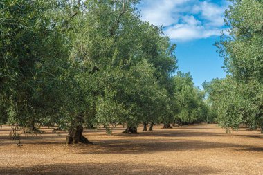 Yaz boyunca Puglia 'da Bisceglie ve Corato arasında bir zeytin ağacı tarlası manzarası.