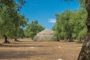 Yaz boyunca Puglia 'da Bisceglie ve Corato arasında bir zeytin ağacı tarlası manzarası.