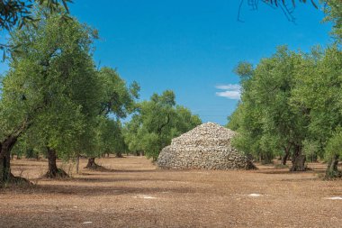 Yaz boyunca Puglia 'da Bisceglie ve Corato arasında bir zeytin ağacı tarlası manzarası.