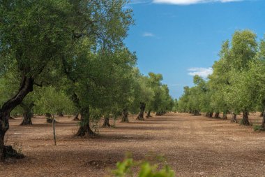 Yaz boyunca Puglia 'da Bisceglie ve Corato arasında bir zeytin ağacı tarlası manzarası.