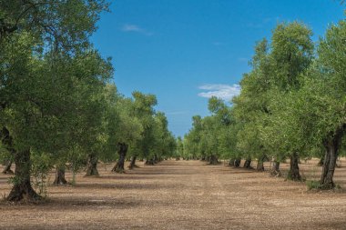 Yaz boyunca Puglia 'da Bisceglie ve Corato arasında bir zeytin ağacı tarlası manzarası.