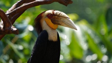 Kuş tüylü, kanatlı, iki ayaklı, yumurtlayan, sıcak kanlı bir omurgasızdır. Dünya çapında çeşitli habitatlarda bulunurlar. Boyutları küçük arı sinekkuşundan devekuşuna kadar değişir.. 