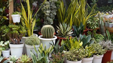 Endonezya Ülkesi 'nde Hayvanlar ve Bitkiler