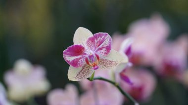 Endonezya Ülkesi 'nde Hayvanlar ve Bitkiler