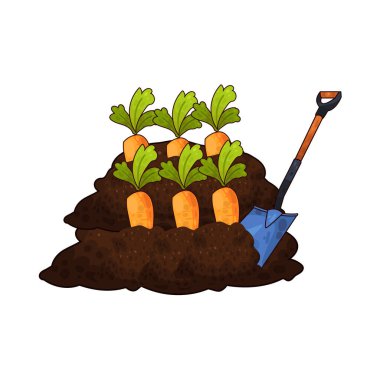 Taze bir turuncu havucu ortaya çıkarmak için kazılan kürek, bahçıvanlığı ve sebze hasadını temsil ediyor..