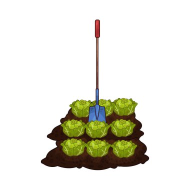 Taze yeşil lahana toplamak için toprağı kazan bir kürek çiftçiliği ve tarımı sembolize ediyor..